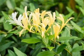 <p><span>Lonicera japonica 'Halliana' / Hall's Japanese Honeysuckle</span></p>