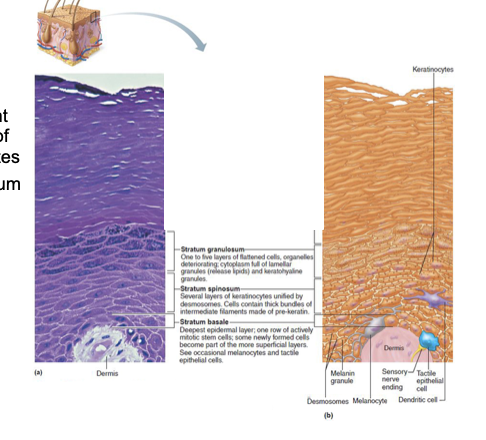 <p>Stratum Lucidum (clear layer) </p>