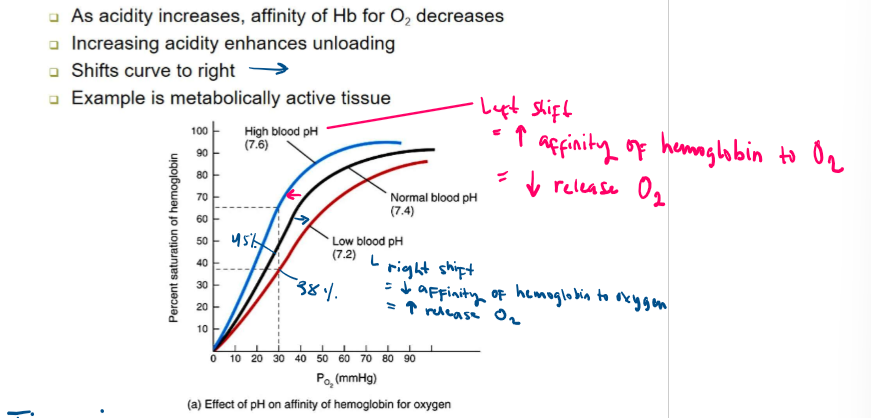 <p> <span data-name="arrow_up" data-type="emoji">⬆</span> acidity (decreased pH) = <span data-name="arrow_down" data-type="emoji">⬇</span> affinity of hemoglobin for Oxygen </p><ul><li><p>increasing acidity enhances unloading/release of O2</p></li><li><p>shifts curve to right →</p></li><li><p>ex: metabolically active tissue</p></li></ul><p>-OR-</p><p><span data-name="arrow_down" data-type="emoji">⬇</span> acidity (increase pH) = <span data-name="arrow_up" data-type="emoji">⬆</span> affinity of hemoglobin for Oxygen</p><ul><li><p>decreasing acidity = decrease release of O2</p></li><li><p>shifts curve to left ←</p></li></ul>