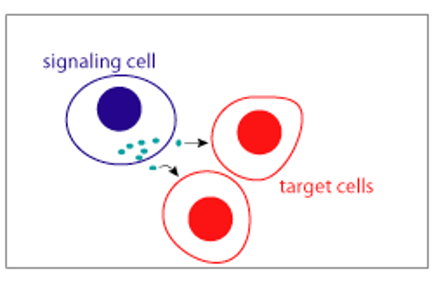 <p>Signal released from a cell has an effect on neighboring cells.</p>