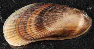 <p>Atlantic ribbed mussel</p>