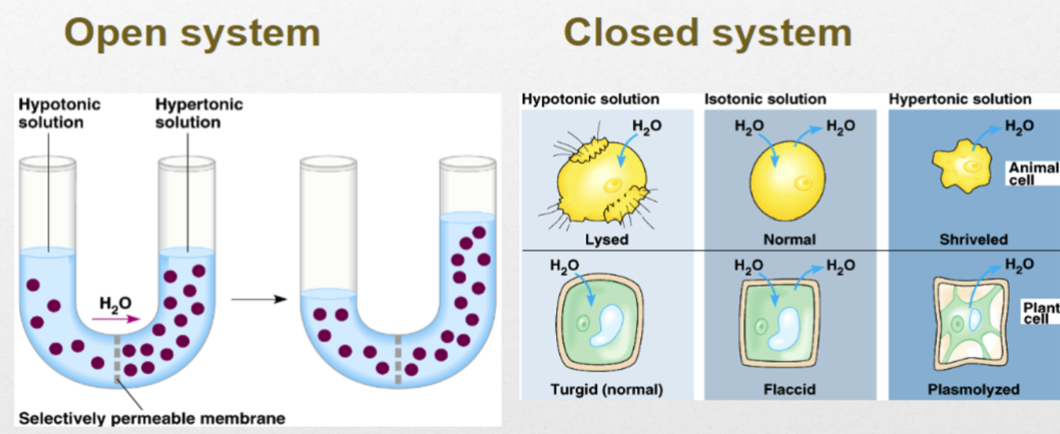 <p>Hypertonic solution, Hypotonic solution, and Isotonic solution</p>