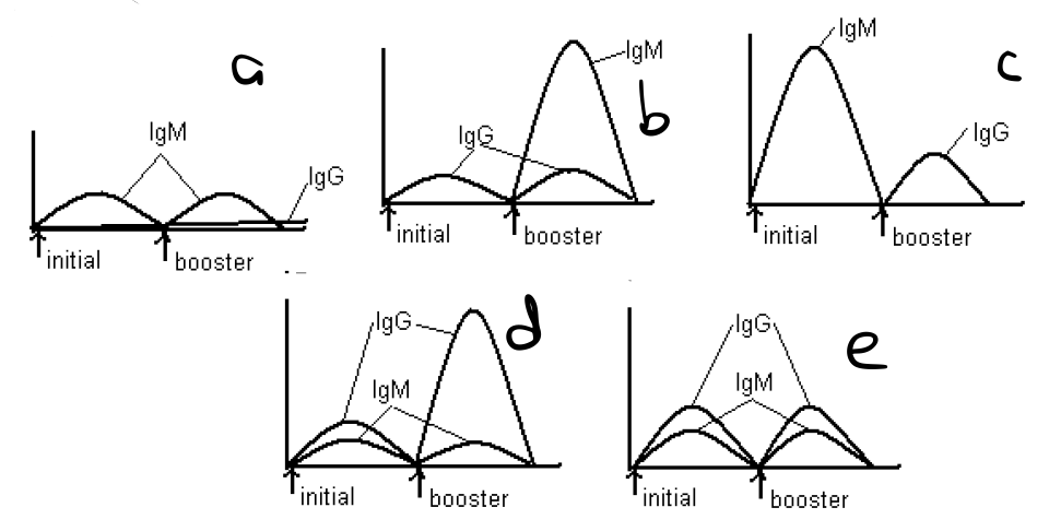 In DiGeorge's Syndrome, the patient is born without a thymus. Such a patient obviously lacks some of his immune system. Which of the following best represents his antibody titer after initial and booster vaccination? 