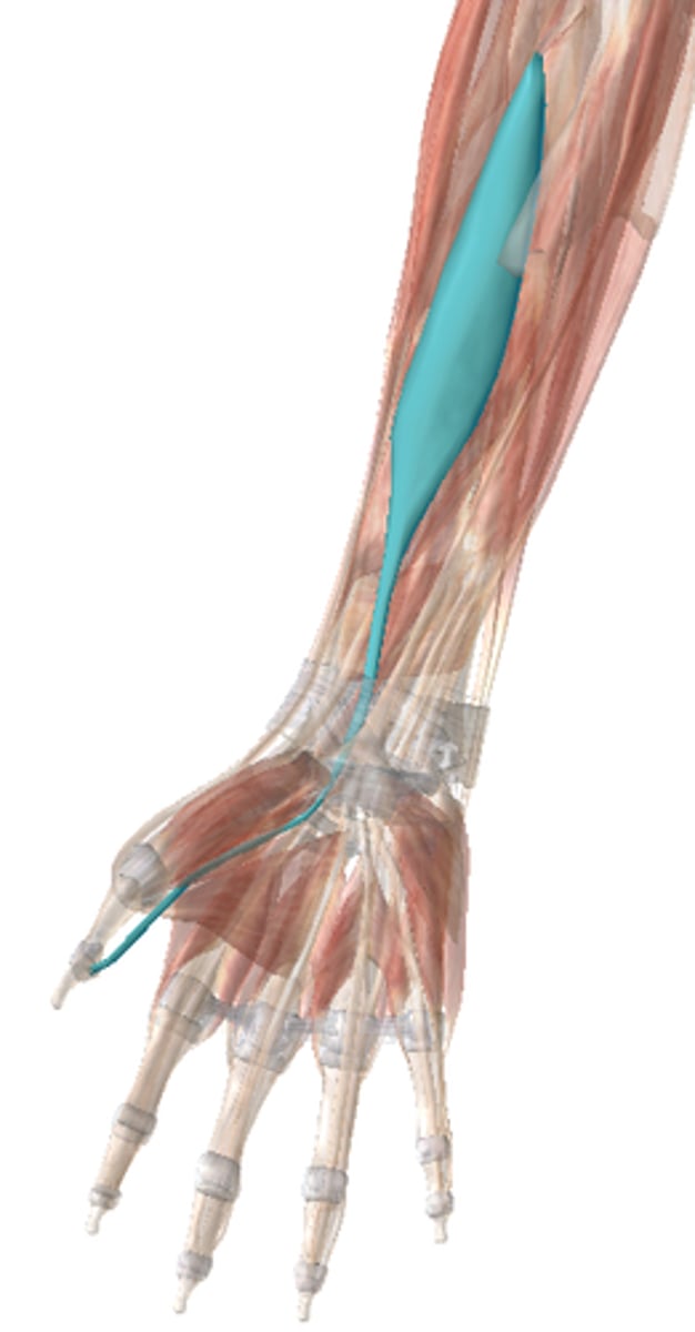 <p>partly covered by flexor digitorum superficialis; lies lateral and parallel to flexor digitorum profundus</p><p>o: anterior surface of radius and interosseous membrane</p><p>i: distal phalanx of thumb</p><p>a: FLEXES DISTAL PHALANX OF THUMB</p>