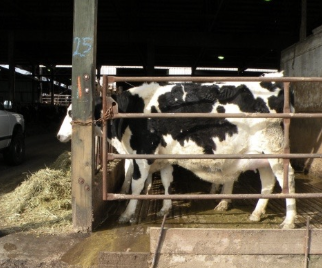 <p>loss of a <strong>fetus</strong> between <strong>days 42-260</strong> of gestation</p><p>tissues are not resorbed, but expelled</p>