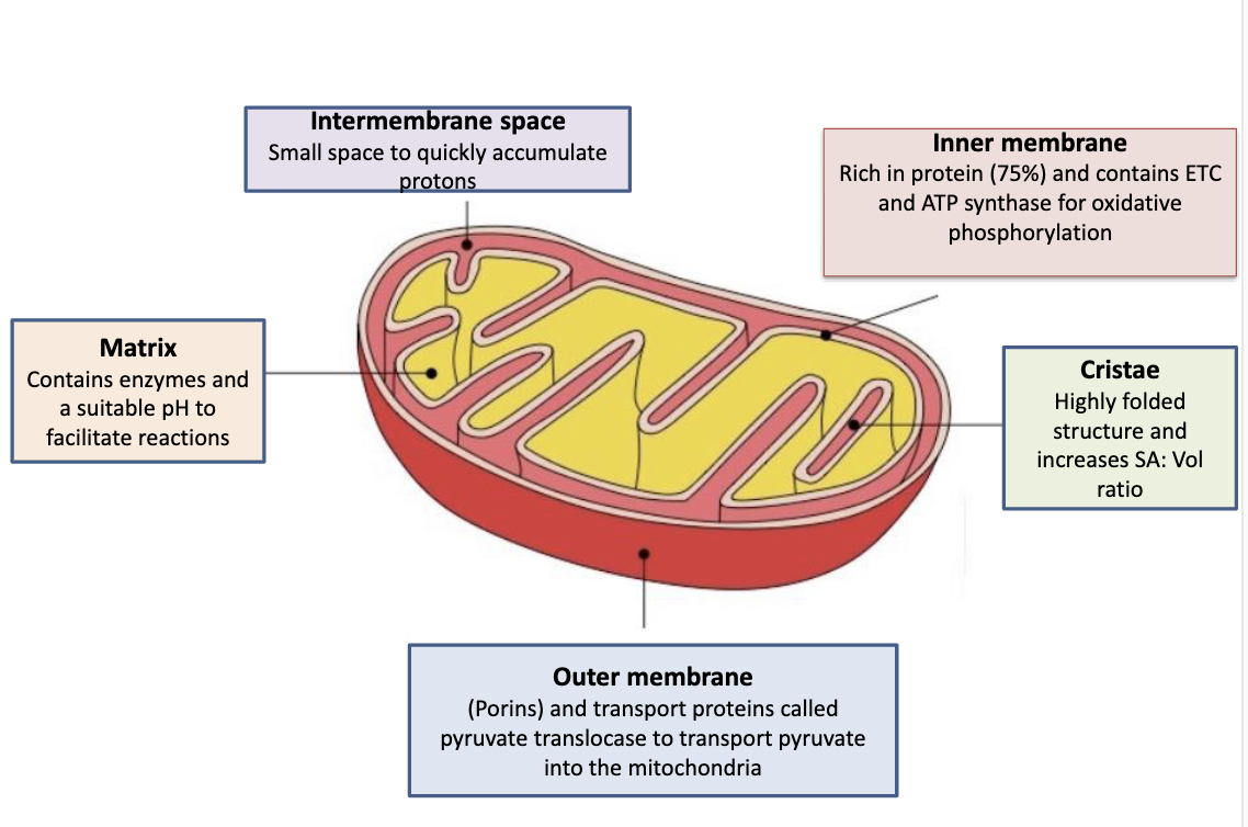 <p>Inner mitochondrial membrane</p>