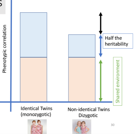 <ul><li><p>Susceptibility can be determined by comparing differences in frequency of a disease in MZ and DZ twins</p></li><li><p>Traits related to the brain have higher heritability scores</p></li><li><p>If more likely in MZ twins, genetics plays a part</p></li></ul><p></p>