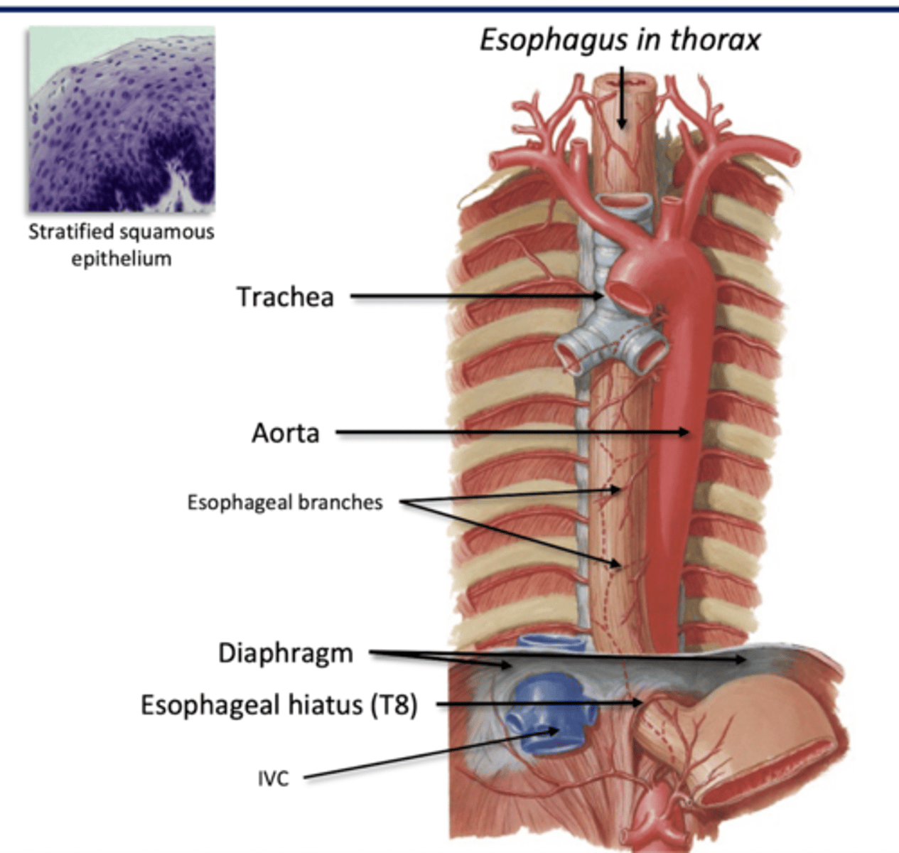 <p>passive transport: mucosa</p><p>-lubricated: mucous</p><p>-Sturdy: nonkeratinized stratified squamous epithelium</p><p>--overlapping cells resilient to wear and tear from boluses moving through</p>