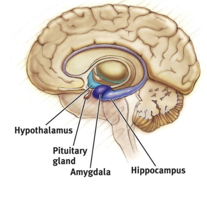 <ul><li><p>limbic lobe</p></li><li><p>hippocampus</p></li><li><p>amygdala</p></li><li><p>hypothalamus</p><p></p></li></ul><p>associated with EMOTIONS  (fear, aggression, drive for food/sex) and MEMORY</p>