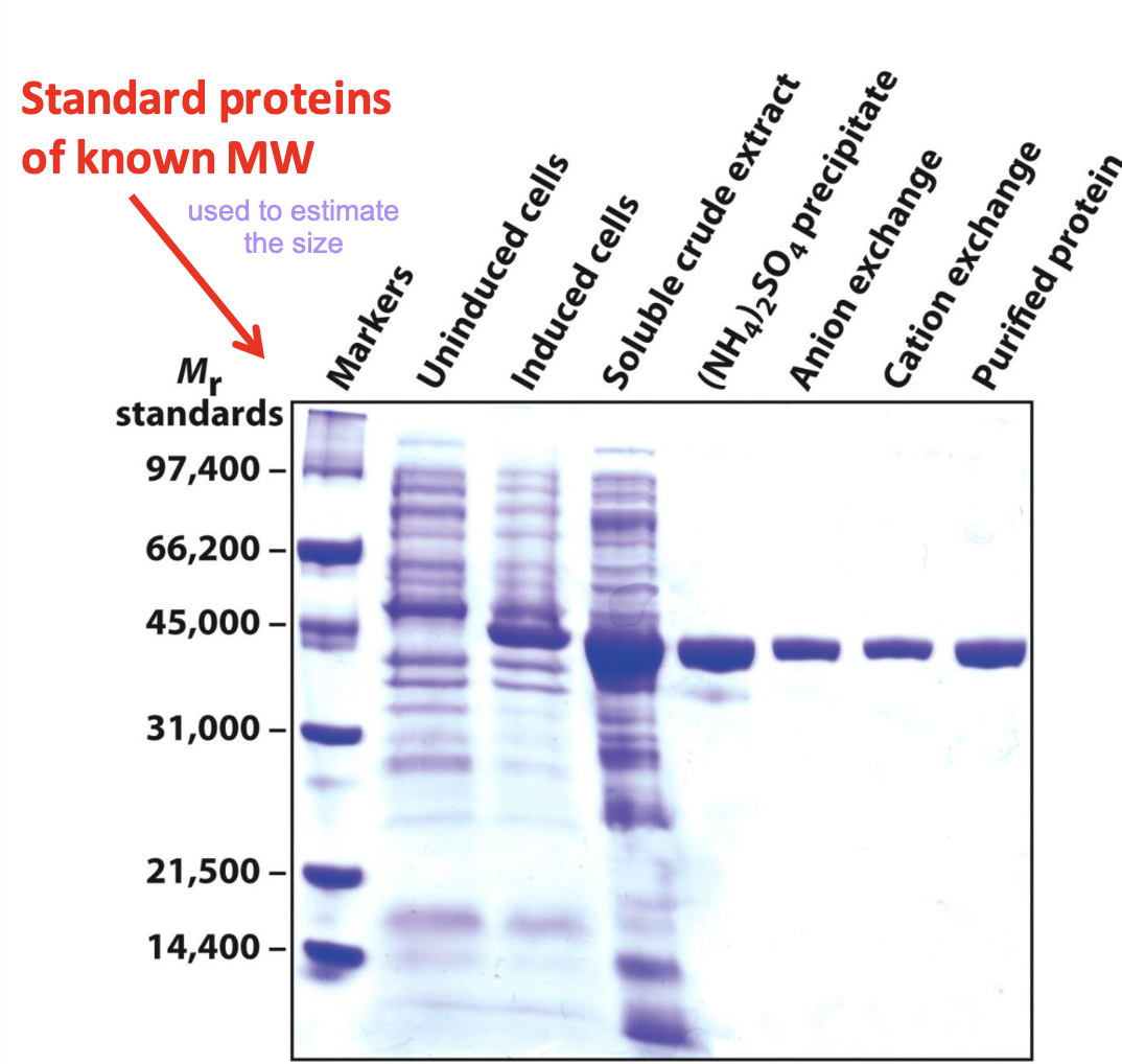 <p>Used to help visualize proteins after electrophoresis. It binds to the protein itself, not the gel. It can detect 0.1 µg of a single chain protein.</p><p>✧ Protein of interest gets enriched w/ each purification technique. </p>