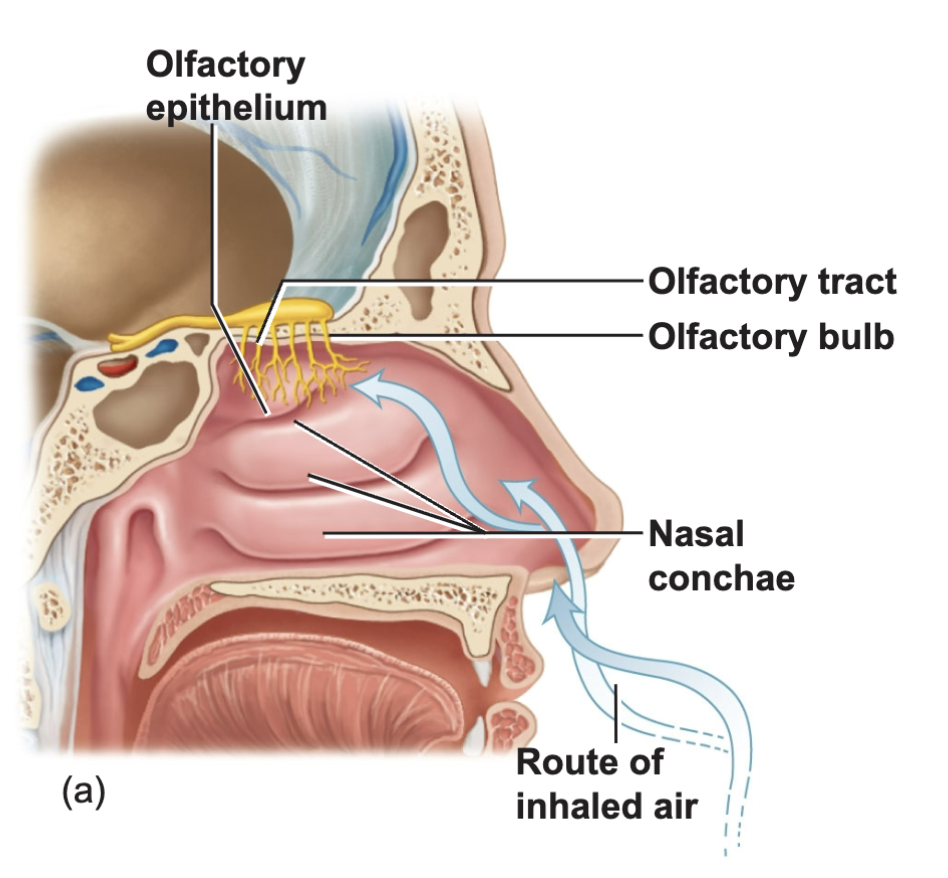 <ul><li><p>inhaled air goes through nasal conchae and is sent up to olfactory tract, bulb, epithelium which are what detect odorous chemicals</p></li><li><p>bipolar neurons; ciliated dendrites</p></li><li><p>Proteins in cilia bind to odors</p></li></ul><p></p>