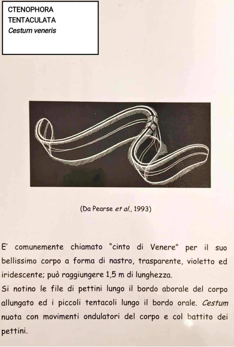 <p>CTENOPHORA</p><p>tentaculata</p><p><em>Cestum veneris</em></p>