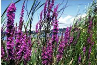 <p>Aquatic Nuisance Plants</p>