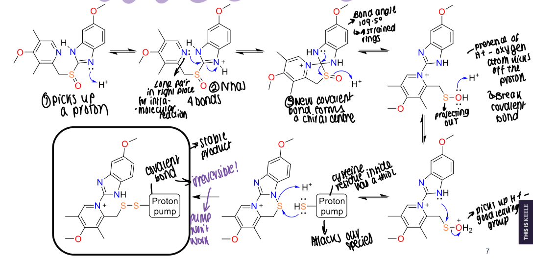 <ul><li><p>Picks up a proton</p></li><li><p>N has a lone pair in right place for intra-molecular reactions and has 4 bonds</p></li><li><p> New covalent bonds form a chiral centre and the bond angle is strained, leading to breakage.</p></li><li><p>H+ presence means the oxygen kicks off the proton, picks up a H+ on the sulphur and becomes a good leaving group</p></li><li><p>Forms a reversible bond with the cysteine residue in the proton pump</p></li><li><p>Covalent bond formed and a dilsufide bond made between proton pump and omeprazole </p></li></ul><p></p>