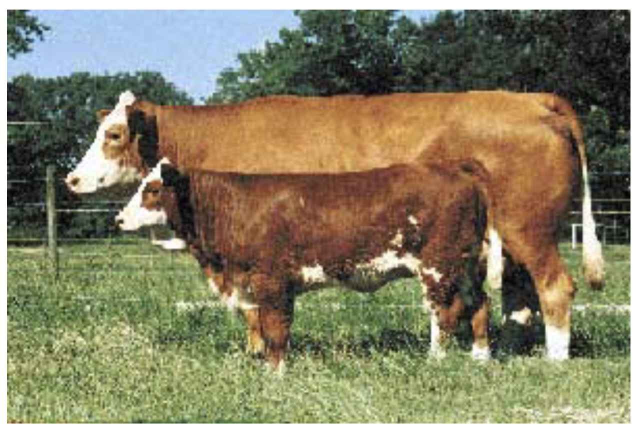 <p>Continental breed → origins in Switzerland, France, and Germany.</p><p>Red (traditional) coat or red spotted. Black coats possible as well, in which case can qualify for Certified Angus Beef Program.</p><p>Known for maternal traits: often milked in Europe due to high fat and protein components.</p><p><strong>Fast growth rate! Most popular breed globally!</strong></p>