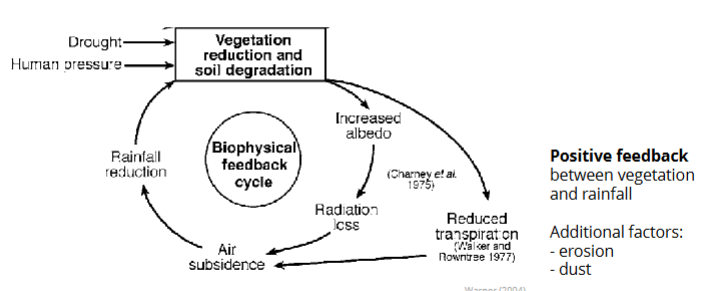 <p>desertification → biological productivity is lost due to natural processes or induced by human activities → climate change (increasing aridity and/or changes in rainfall regimes)+ land use</p><p>vegetation changes</p><p>shifts between ecosystem stable states</p><p>thresholds of aridity, leading to abrupt ecological shifts</p><ul><li><p>more than 20% of land surface, and almost 30% of dryland surface, will cross at least one of the thresholds by 2100 (sceanrio of sustained increase in CO2 emissions)</p></li></ul><p>additonal factors beside changes in climate → e.g. CO2 fertilizaton and landuse/degradation</p><p></p>