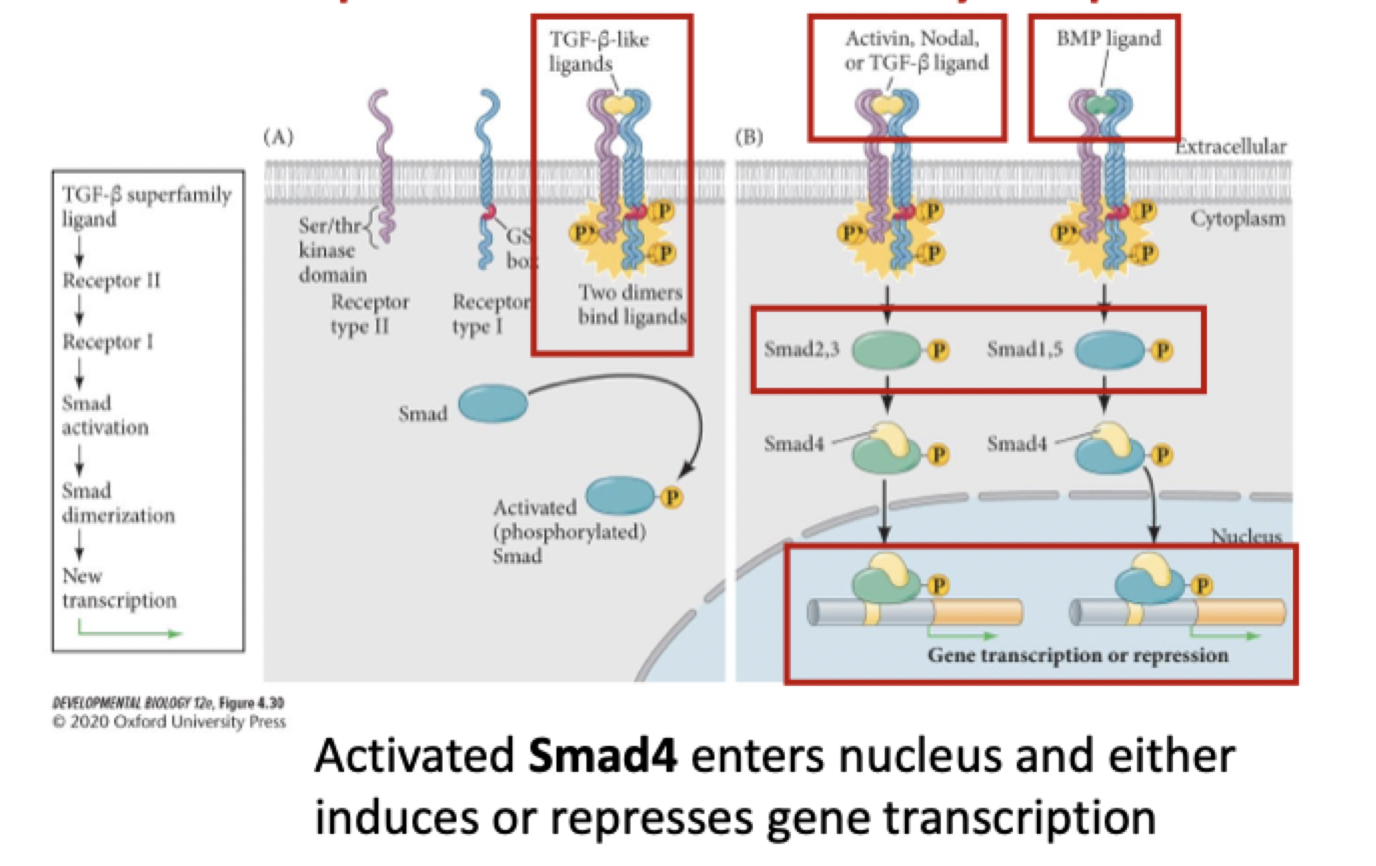 <p>what are TGF-ß factors?</p>