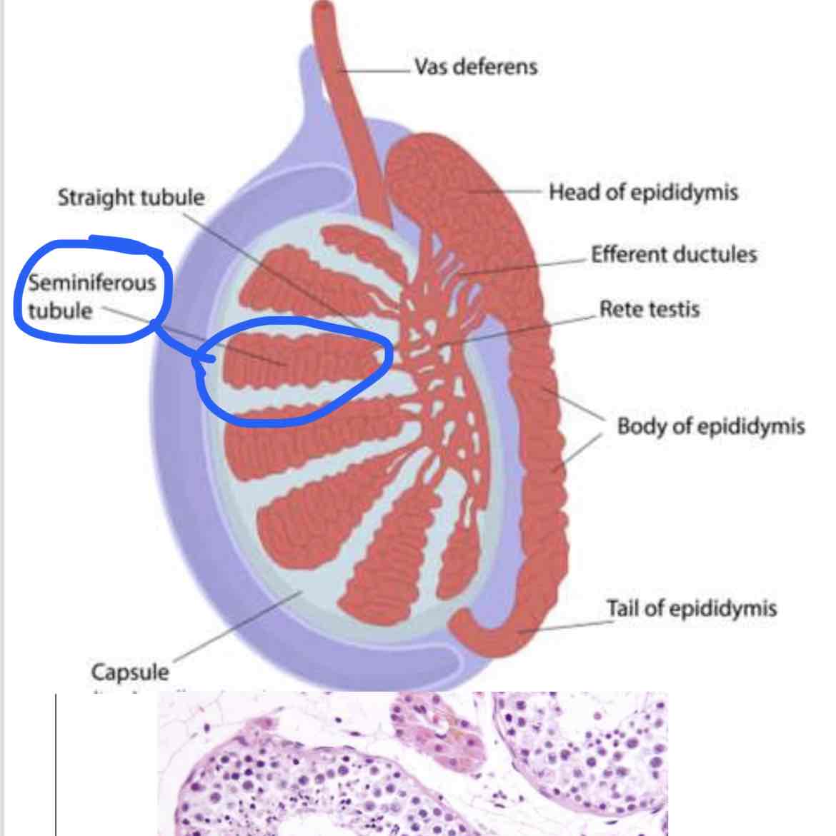 <p>chromat<strong>in</strong></p>