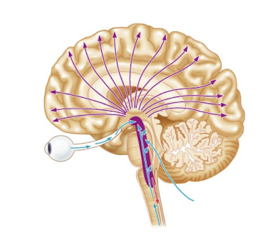 <p>What system within the reticular formation of the brainstem mediates alertness of cerebral cortex, filters sensory inputs, and helps prevent sensory overload?</p>