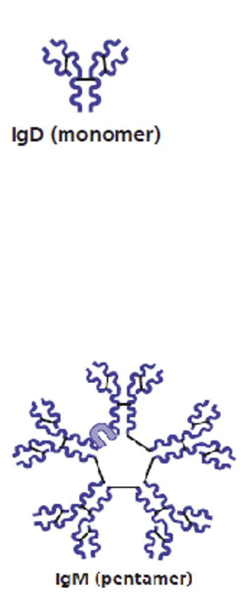 <p>1. IgD</p><p>2. IgM</p>
