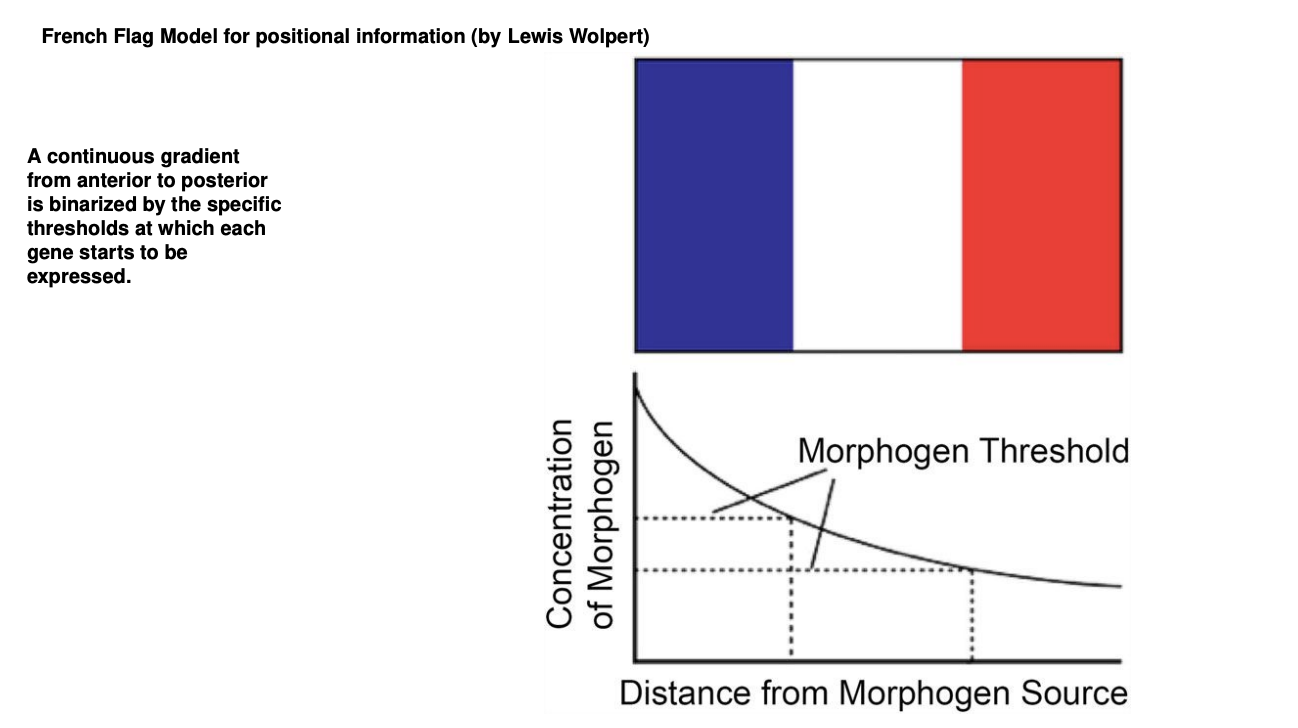<p><strong>French Flag Model</strong></p><ul><li><p>continuous gradient binarized into regions</p></li><li><p>boundaries are defined by concentration <strong>threshold</strong> of each subsequent TF gene promoter to be activated</p></li></ul><p></p>