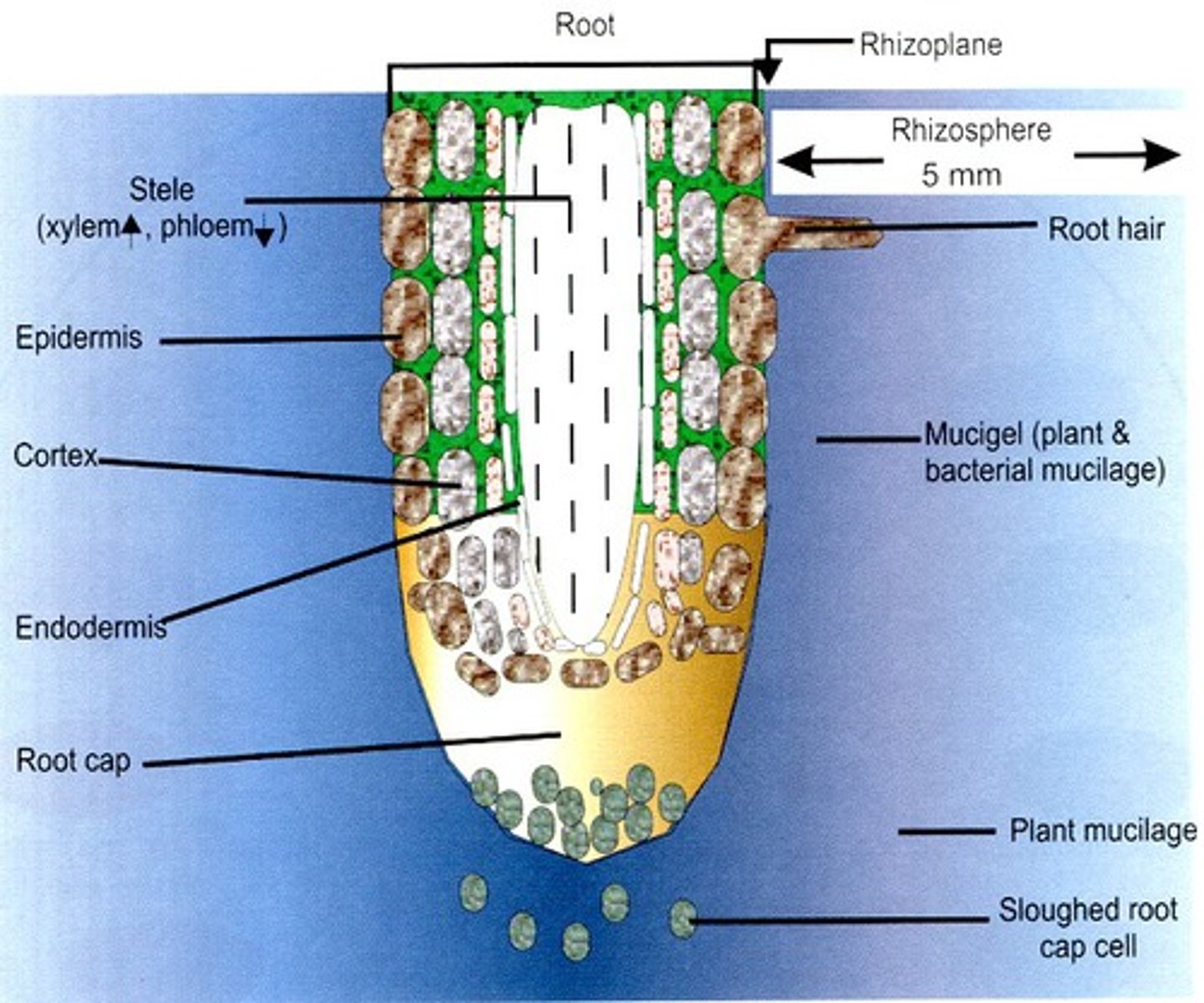 <p>complex microbial ecosystem including plant roots and surrounding soil</p>