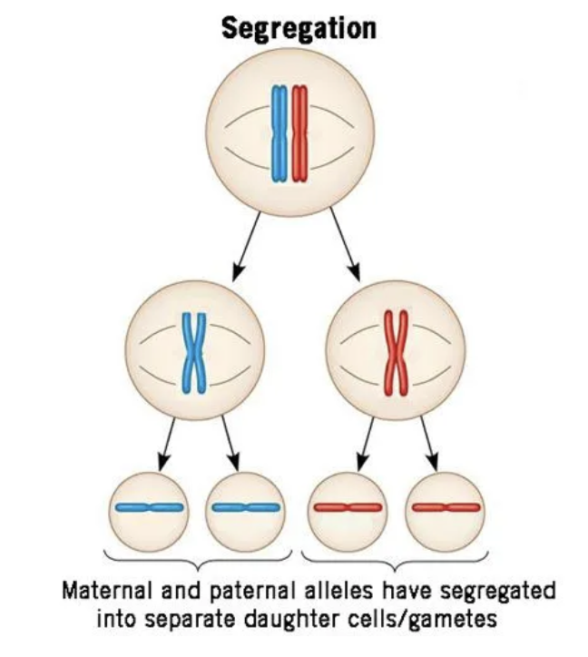 <p>Law of segregation</p>