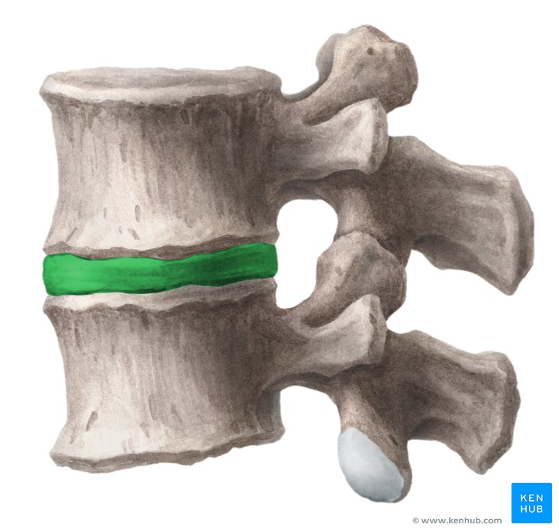 <p><span><span>fibrocartilaginous, shock-absorbing cushions located between the bony vertebrae of the spinal column</span></span></p>