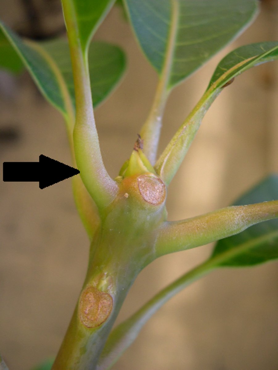 <p>thickened stalk of a leaf and/ or leaflet</p><p>- can lose or gain water</p><p>- cause the leaf or leaflet to move (nastic movement)</p>