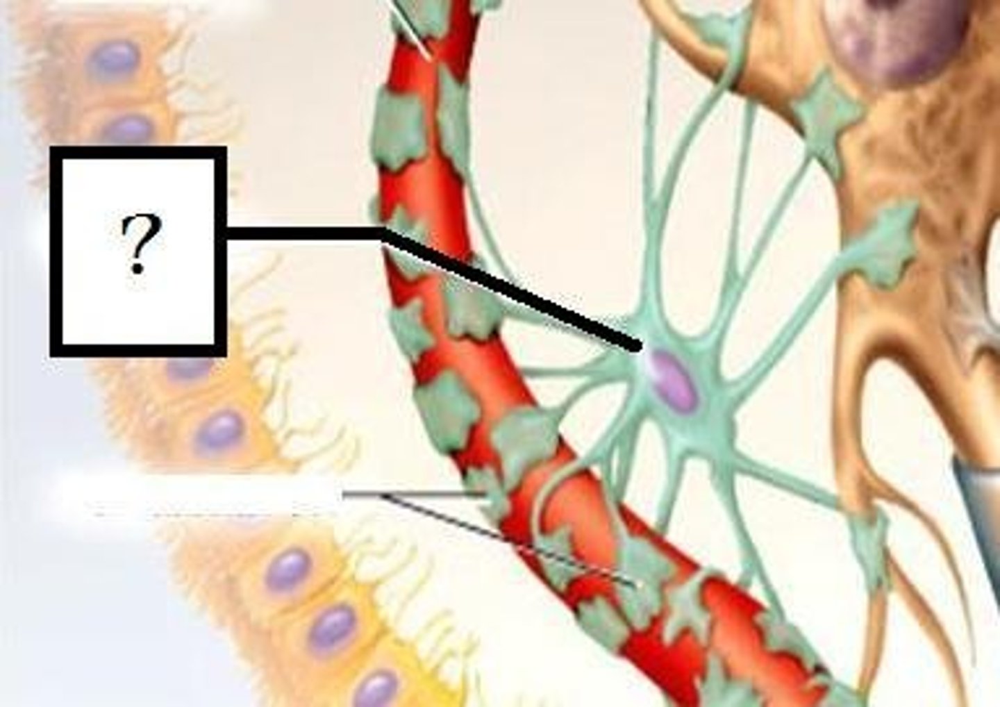 <p>-most abundant CNS neuroglia</p><p>-have perivascular feet that connect capillaries and form a seal- the Blood Brain Barrier</p><p>-Convert glucose from the blood to lactate to supply energy to neurons.</p><p>-Regulate the chemical composition of fluid by absorbing excess neurotransmitters and ions</p>