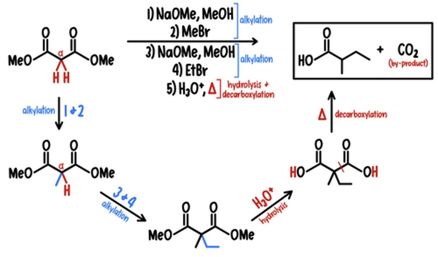 <p>Starting Material: Large Ester Compound</p><p>Malonic Ester Synthesis → Basic Carboxylic Acid</p><p>Reagents: 1) NaOMe, MeOH / 2) MeBr / 3) NaOMe, MeOH / 4) EtBr / 5) H3O+, heat</p><p>*forms CO2 by-product</p>