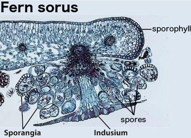 <p><span><strong>Cross section of sorus</strong></span></p><p></p>