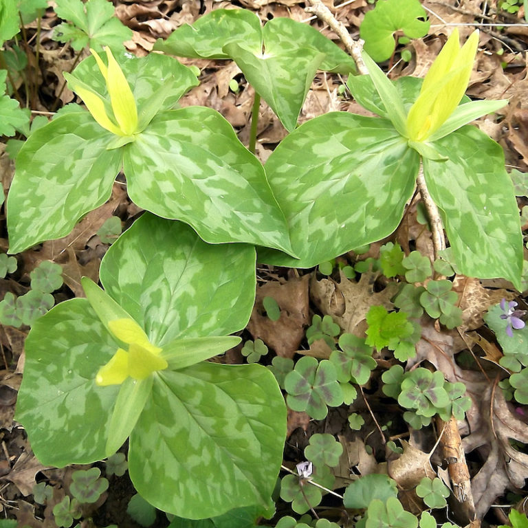 <p><span>classic spring ephemeral bears yellow blossoms atop a trio of leaves&nbsp;mottled with pale shades of silvery-green. The unusual flowers&nbsp;have a lemon oil fragrance</span></p>