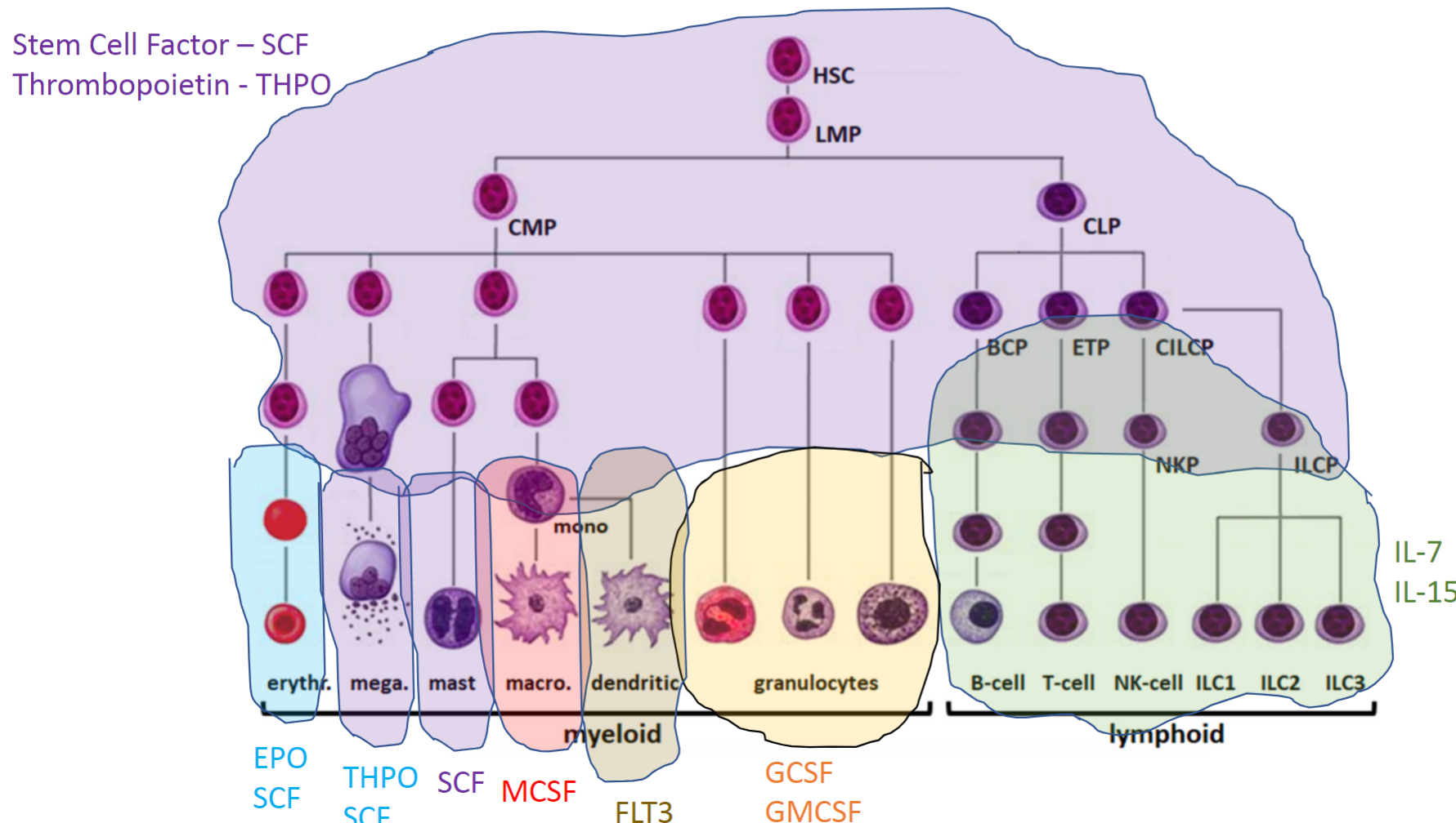 <ul><li><p>IL-15; Function: Innate immunity, targeting virus-infected and cancer cells.</p></li></ul><p></p>