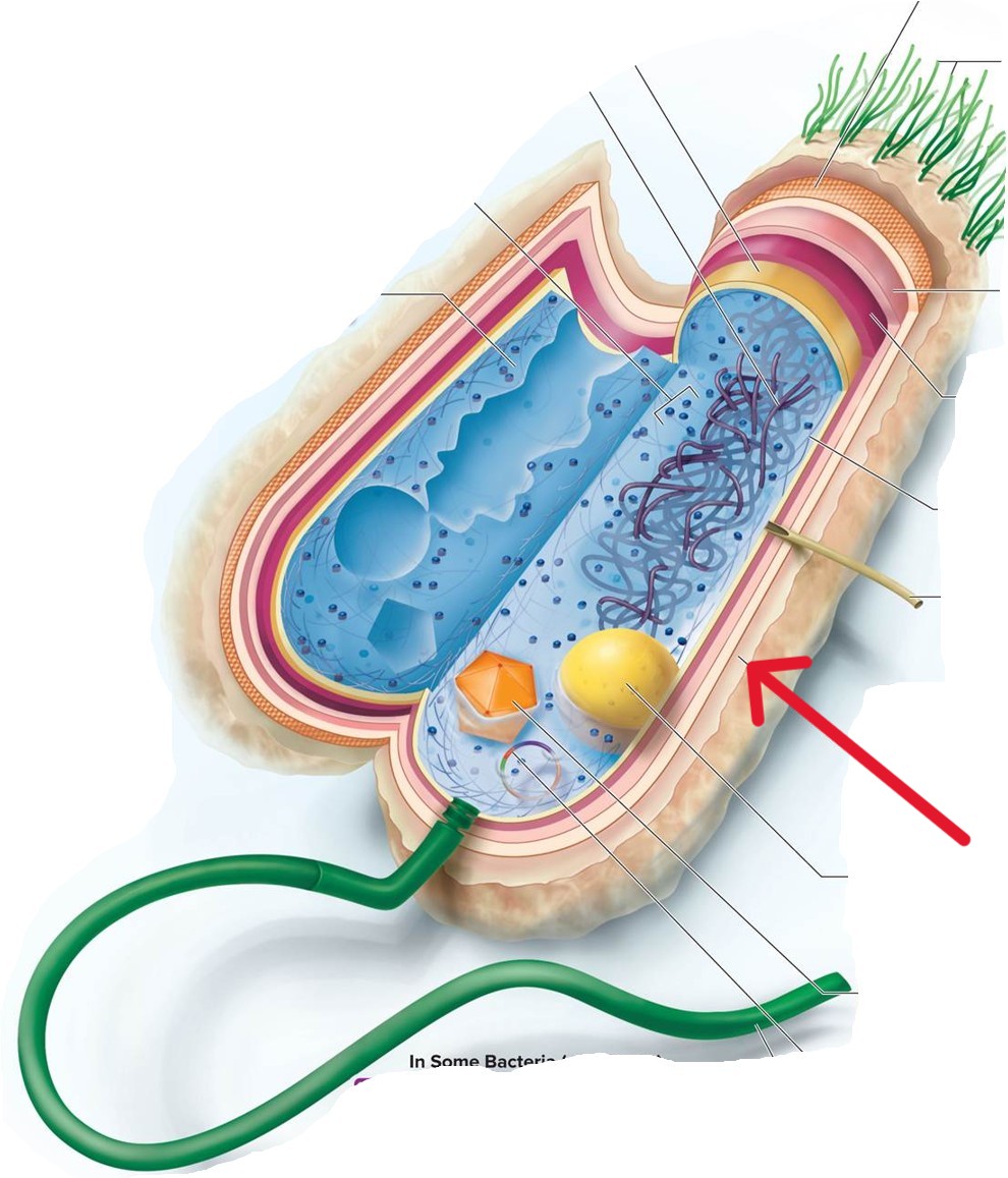 <p>Which structure of a Bacterial:</p><ul><li><p>A coating or layer of molecules external to the cell wall</p></li><li><p>It serves protective, adhesive, and receptor functions</p></li><li><p>It may fit tightly (capsule) or be very loose and diffuse (slime layer)</p></li></ul><p></p>
