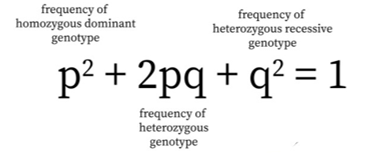 <p>•	Use […] to find frequency of homozygous recessive q2;</p><p>•	Find square root of q2 to get q;</p><p>•	Use of p + q = 1.0 to determine frequency of p;</p><p>•	Use of 2pq to find heterozygous;</p><p></p>