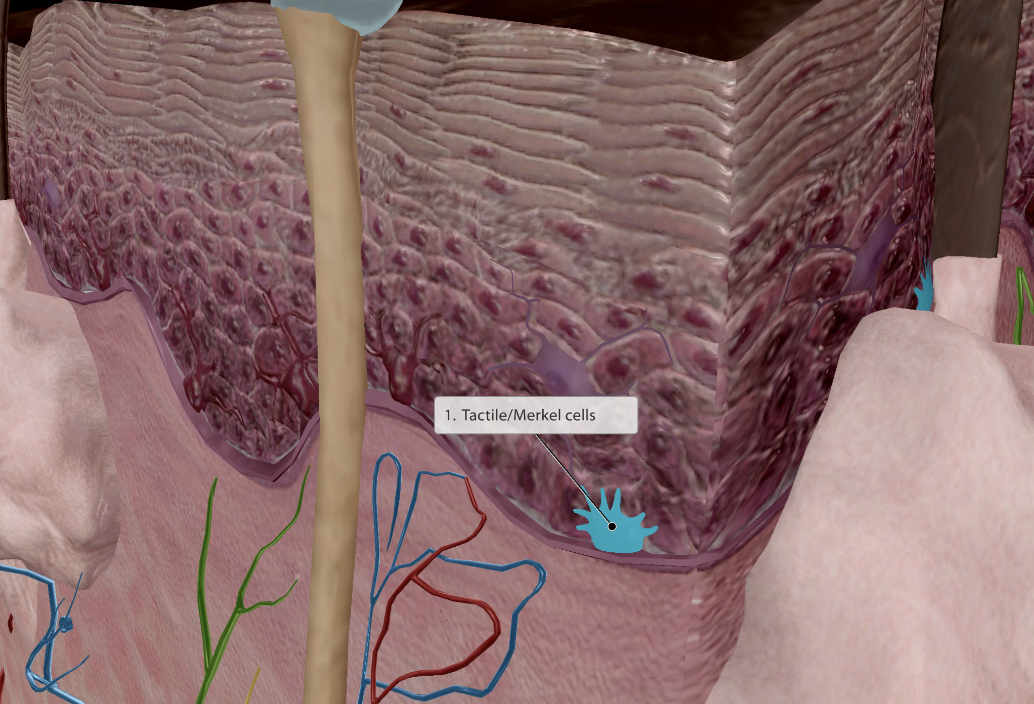 <p>Found at the <u>border of the epidermis &amp; dermis</u>.</p><ul><li><p>Disc like-structures</p></li><li><p>Connected to sensory nerve endings/tactile receptors for touch</p></li></ul><p></p>