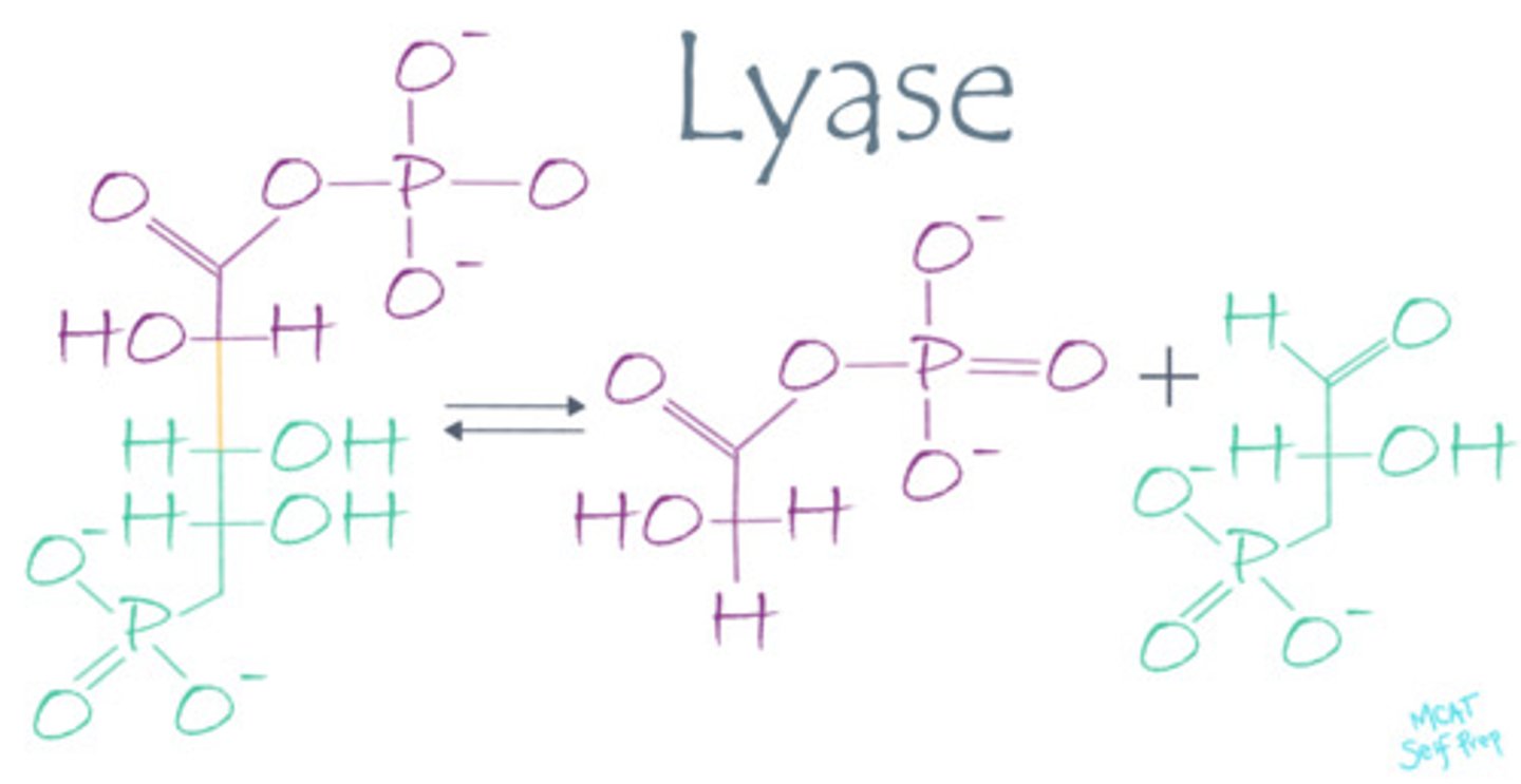 <p>Lyase enzymes catalyze the dissociation of molecules without the use of water or oxidation.</p>