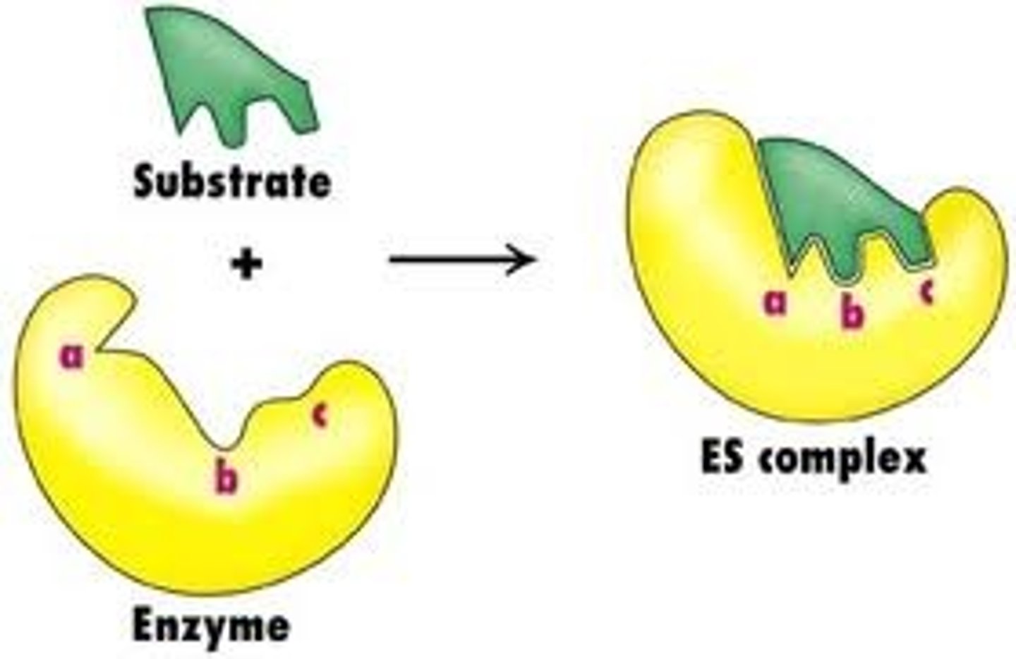 <p>The term used to describe the effect of a substrate on the active site of an enzyme on binding. This suggests that the active site and substrate are not an exact fit but the actual binding of the substrate induces a change in the structure of the active site.</p>