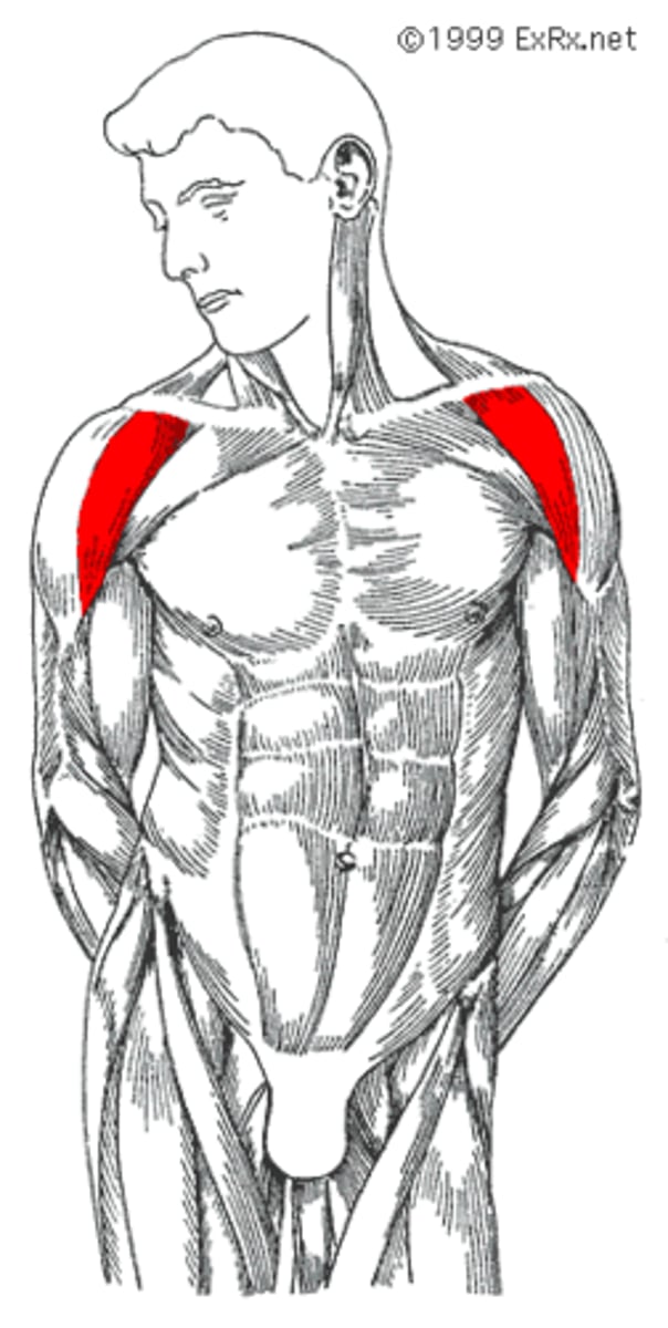 <p>Abducts, flexion, internally rotates and horizontally adducts the arm</p>