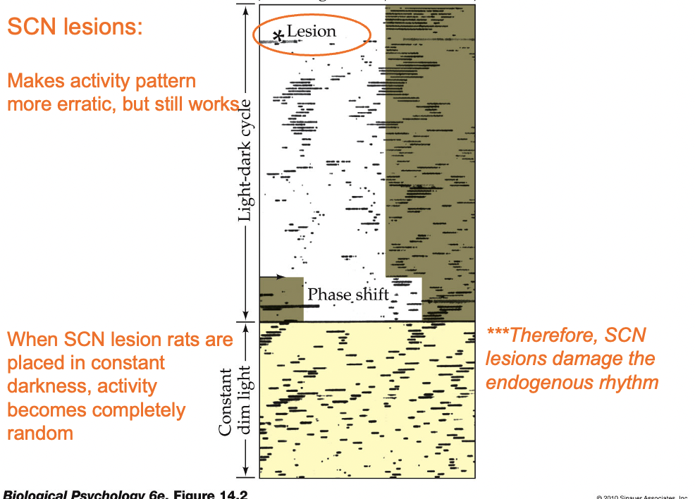 <p><span style="line-height: 20.925px;"><span>Part of the hypothalamus and the main control center of the circadian rhythm </span></span></p><p class="Paragraph SCXW222860591 BCX4" style="text-align: left;"><span style="line-height: 20.925px;"><span>a. Located dorsal to the optic chiasm </span></span></p><p class="Paragraph SCXW222860591 BCX4" style="text-align: left;"><span style="line-height: 20.925px;"><span>b. Damage to the SCN results in less consistent body rhythms that are no longer synchronized to environmental patterns of light and dark </span></span></p><p class="Paragraph SCXW222860591 BCX4" style="text-align: left;"><span style="line-height: 20.925px;"><span>SCN sends information to hypothalamic nuclei (and indirectly, to the pineal gland) to modulate body temperature and production of hormones</span></span></p>