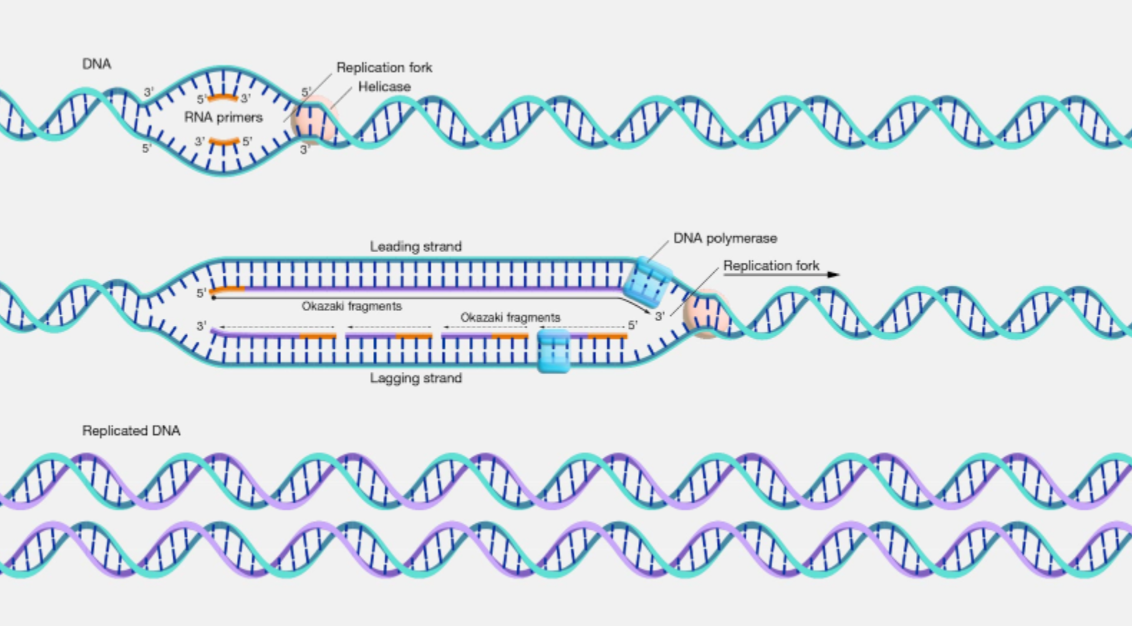 <p><u><span>semiconservative<br></span></u><span><br>1. DNA double helix <mark data-color="purple">unwinds</mark> forming a replication fork<br>· H bonds compl. bases broken<br>· catalyst: DNA helicase<br>2. both free strands used as <mark data-color="purple">templates</mark><br>· free nucleotides line up<br>· complementary base pairing occurs between template &amp; free nucleotides<br>3. adjacent </span><strong><span>nuclotides </span></strong><span>(which contain the bases) <mark data-color="purple">joined</mark><br>· condensation reaction<br>· phosphodiester bonds <br>· catalyst: DNA polymerase<br>----------------------------------------------------------------------<br>DNA polymerase only works in 5' to 3' direction <br>strands run in opposite directions<br>leading strand: in 5' --&gt; 3' direction: made continuously by DNA polymerase<br>lagging strand: in 3' --&gt; 3' direction<br>made as a series of small chunks at a time in 5' to 3' direction between primers forming okazaki fragments<br><br>ligase seals fragments in both strands w ph.diester bonds<br>----------------------------------------------------------------------<br>4. 2 identical new DNA molecules automatically </span><span style="color: purple">fold</span><span>: double helices<br>· H bonds within molecules</span></p>