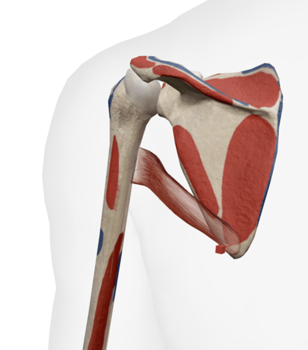 <p>Inferior angle of the scapula.</p>