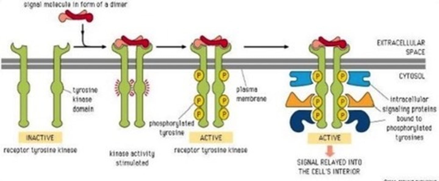<p>1. tyrosine kinase receptors are activated</p><p>2. tyrosine residues of the receptor are then phosphorylated</p><p>3. this allows several proteins to bind to this phosphorylated receptor</p>