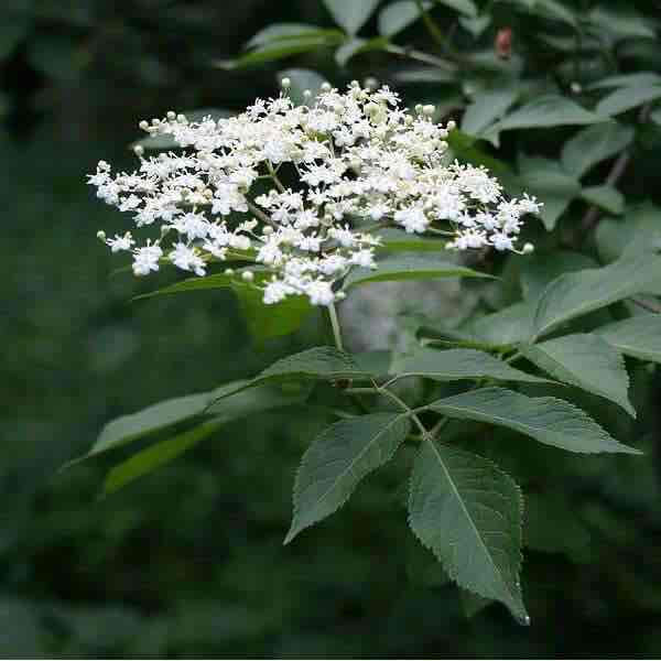 <p>Sambucus nigra</p>