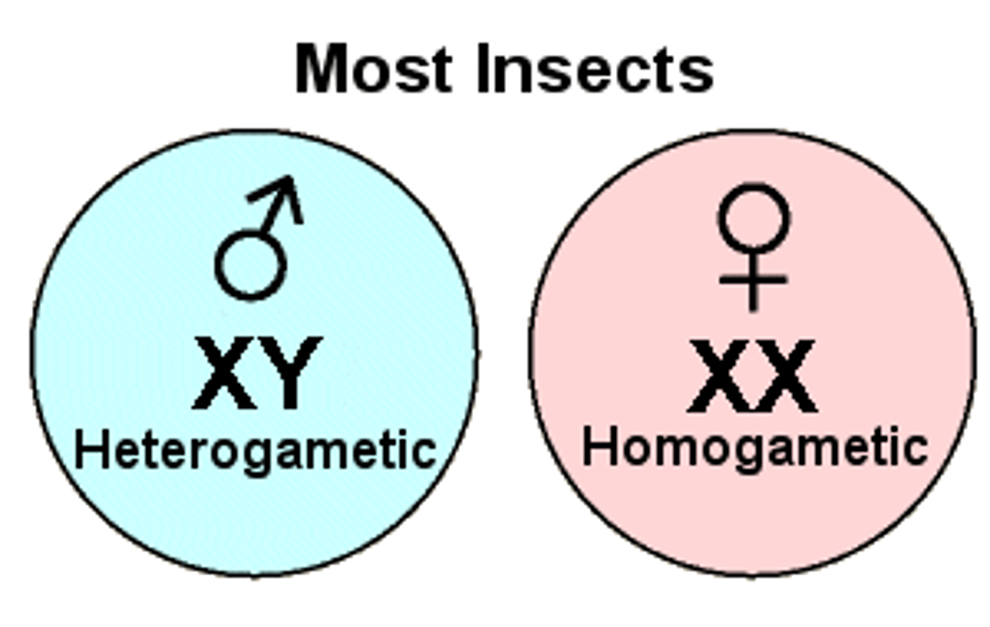 <p>-males produce half X gametes and half Y gametes</p><p>-50% of sperm contain X chromosome and 50% contain Y chromosome</p>
