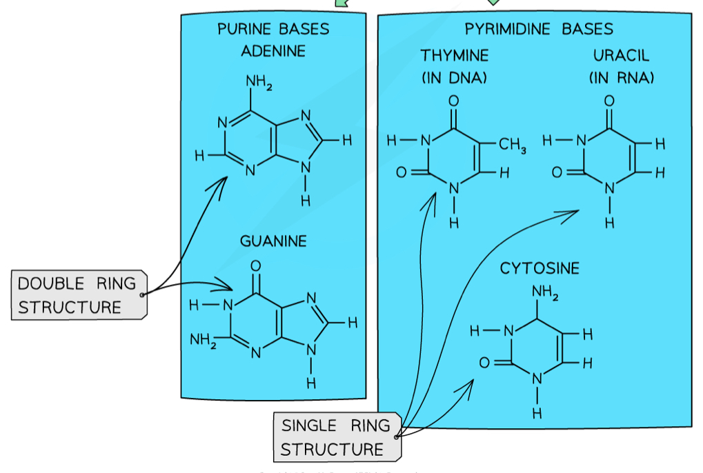 <p><strong>Purine</strong>: A and G (double ring)</p><p><strong>Pyrimidine</strong>: T, U and C (single ring)</p>