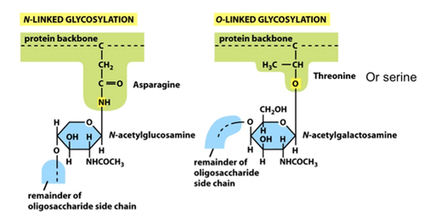 <p>What occurs in the medial Golgi?</p>