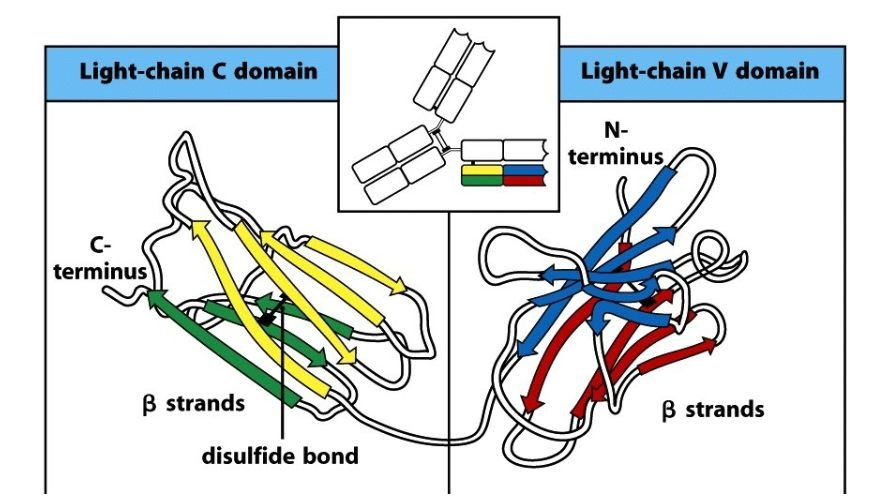 <p>Describe the characteristics of the 2 Ig domains on the light chain in antibodies.</p>