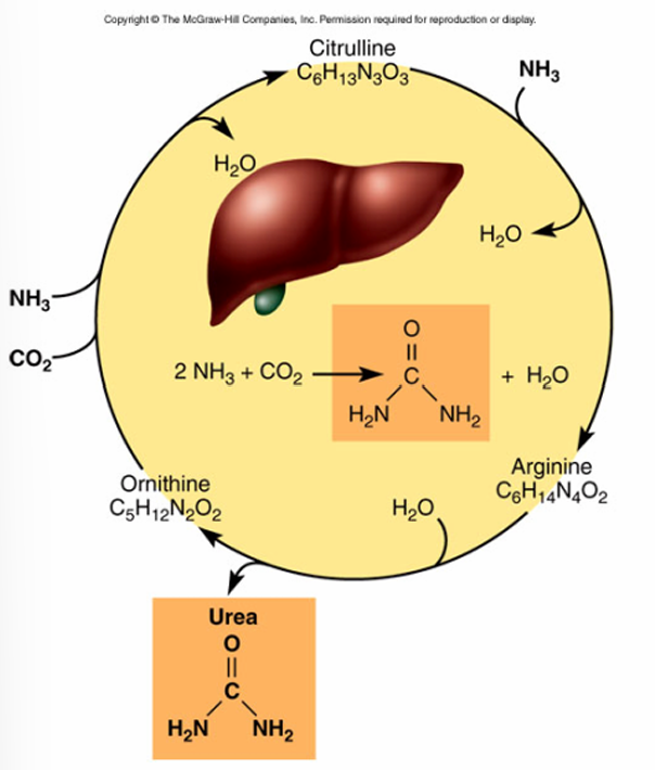 <p>Liver converts ammonia (NH3) to urea, which is removed from the blood by the kidneys</p>